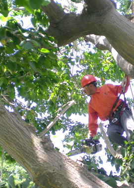 Tree Health